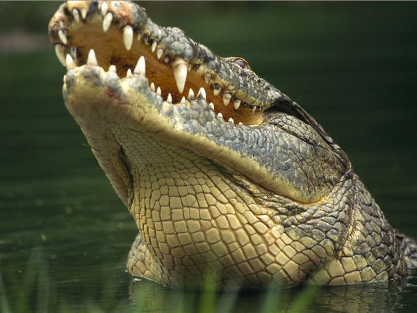 Terhes nőt ölt meg a krokodil