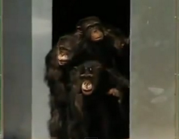 csimpánz1