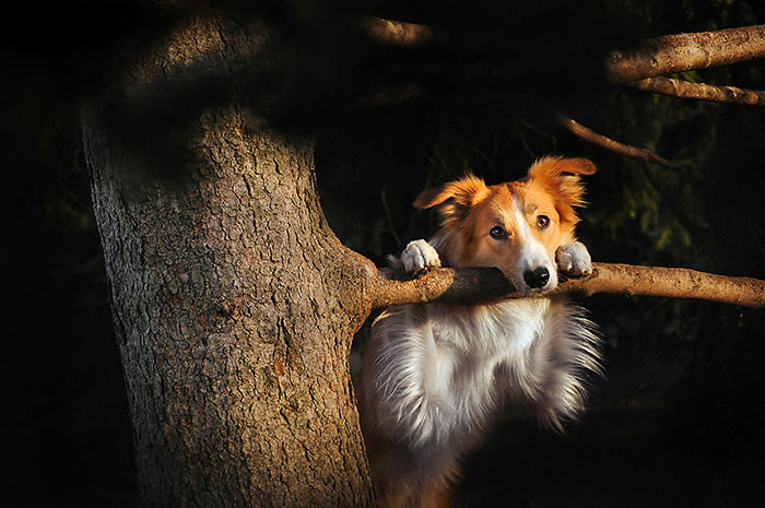 dog-photography-ksenia-raykova-53