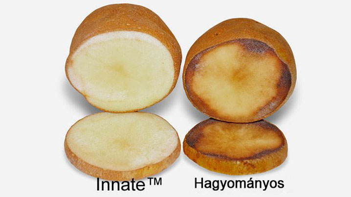 Indulhat az új génmanipulált krumpli az USA-ban!