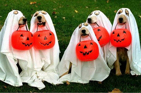 Vicces Halloween jelmezek kutyáknak 