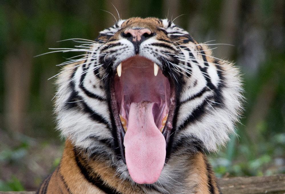 Folytatódik a tigris keresése Párizs közelében