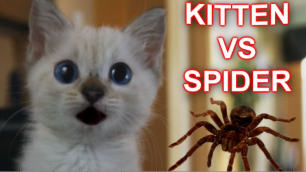 Így szívatták a kiscicát távirányítású gigapókkal Halloween-kor! – videó