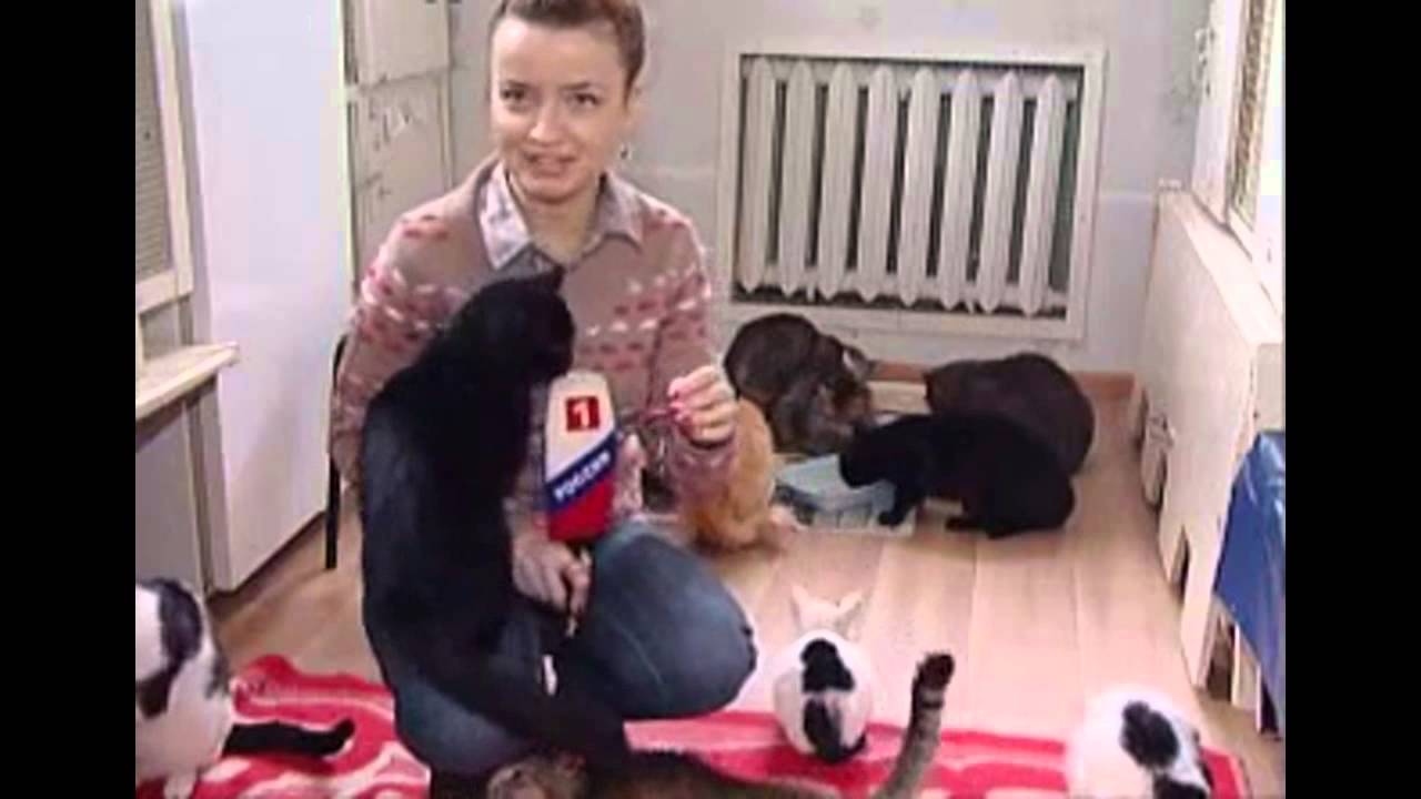Ez történt a nővel, aki egy csapat cica között akart tudósítani! - videó