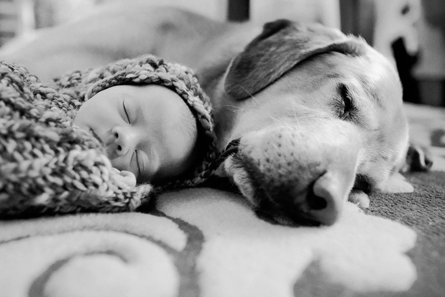 small-babies-children-big-dogs-11__880