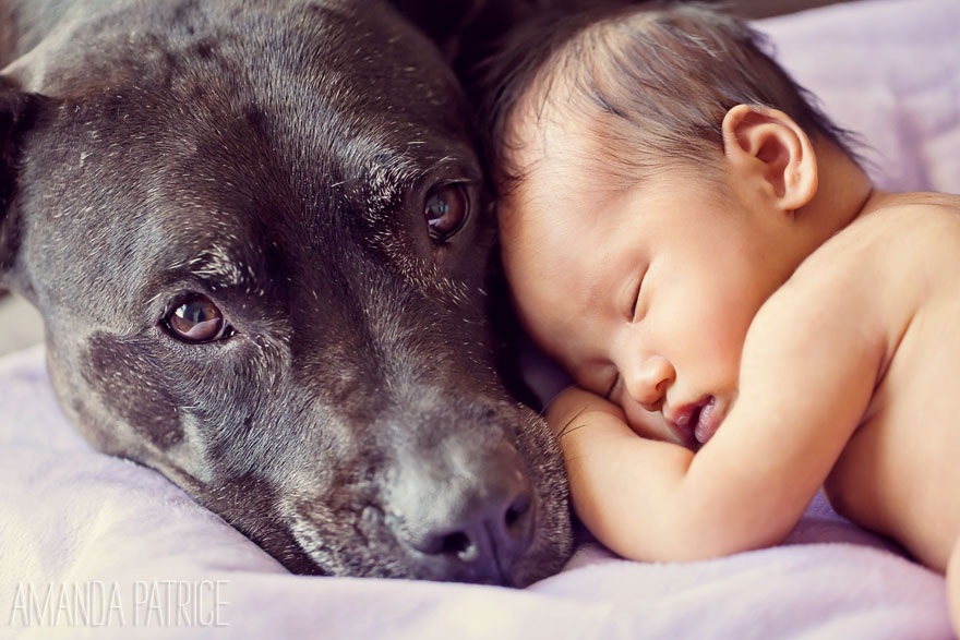 small-babies-children-big-dogs-1__880