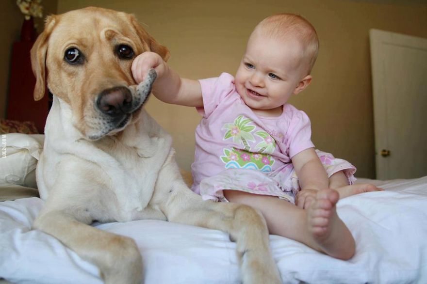 small-babies-children-big-dogs-34__880