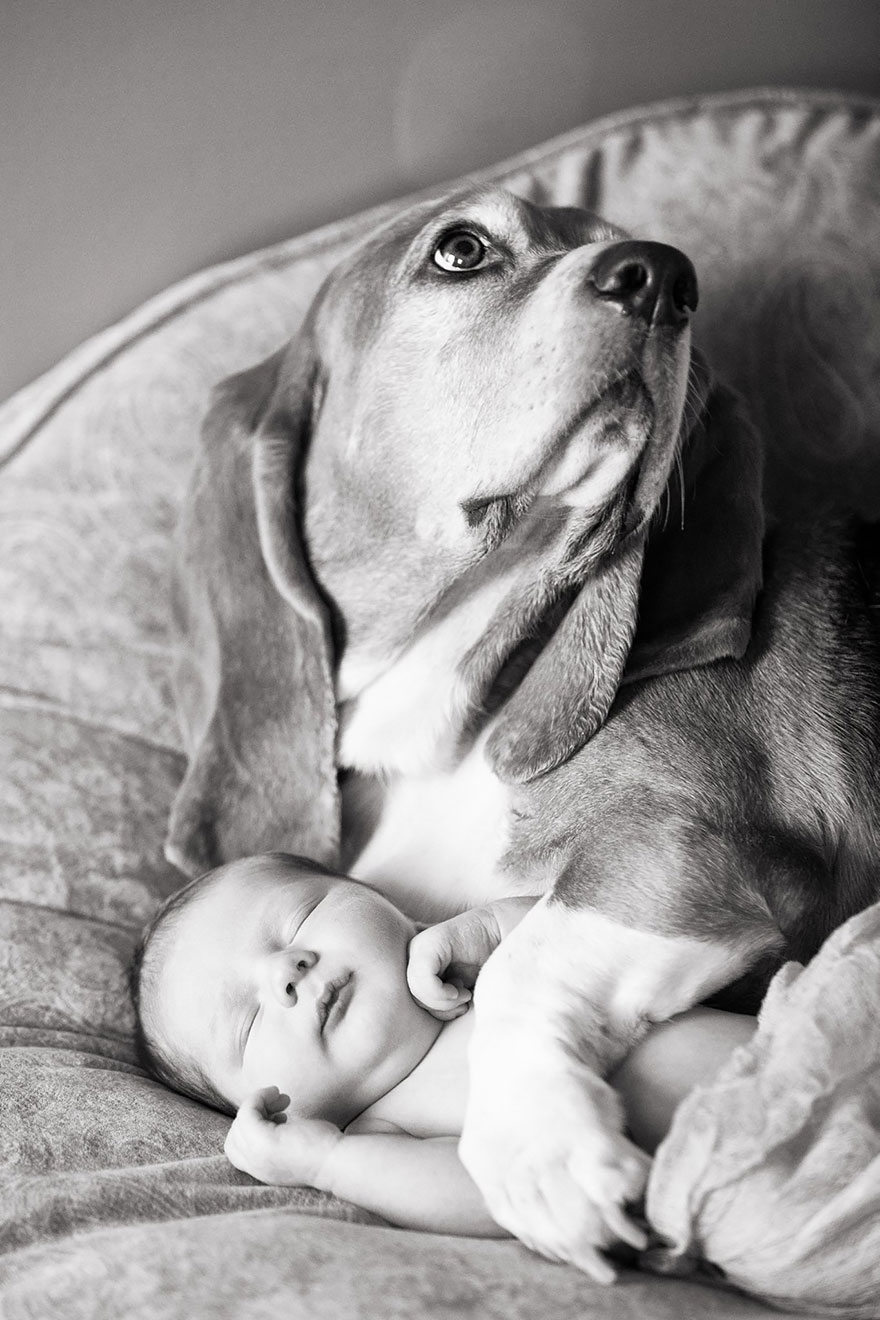 small-babies-children-big-dogs-6__880