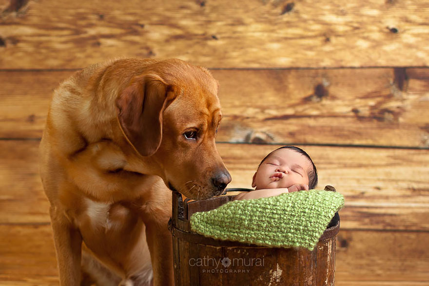 small-babies-children-big-dogs-8__880