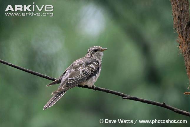 ARKive image GES139429 - Pallid cuckoo