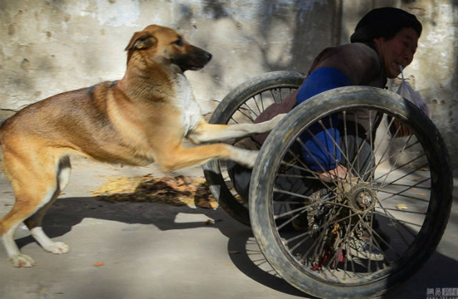 A lebénult férfit a kutyája viszi munkába minden nap! – fotók
