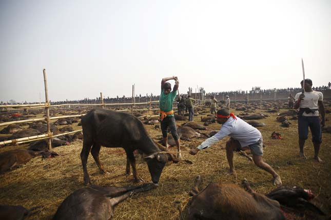 Butcher prepares to slaughter a buffalo inside an enclosed compound during the sacrificial ceremony of the "Gadhimai Mela" festival held in Bariyapur