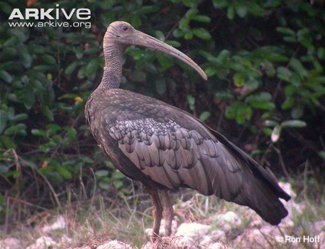 ARKive image GES028813 - Giant ibis