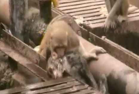 Így küzdött áramütést szenvedett társa életéért a majom! – megható videó