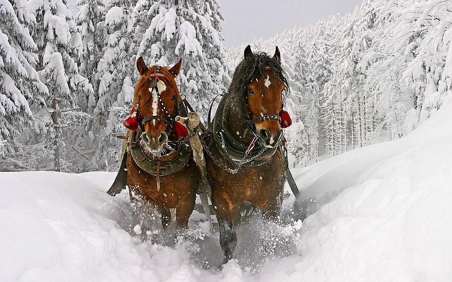 Fenséges lovak a hóban