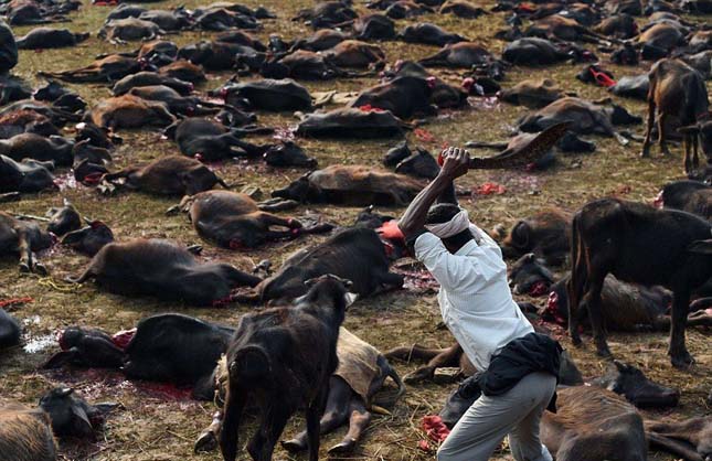 Több százezer állatot áldoztak fel Nepálban egy rituális fesztiválon! 18+