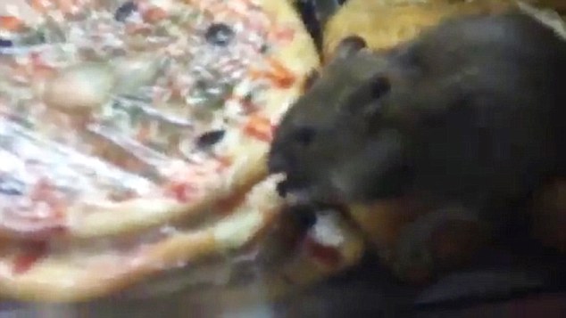Így ették a patkányok a vendégeknek szánt pizzát a gyorsétteremben! – videó
