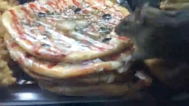 VID: Diseased Rats Filmed Eating Pizza In Fast-Food Store