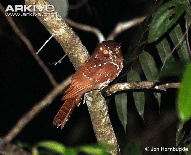 ARKive image GES109544 - Starry owlet-nightjar
