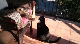 Macskát ennél galádabbul viselkedni nem láttál! – videó