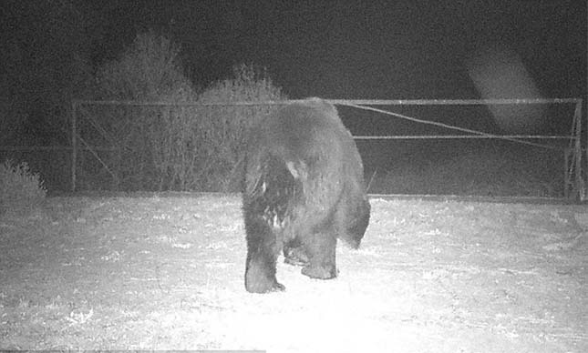 Megjelent Csernobil környékén egy barnamedve