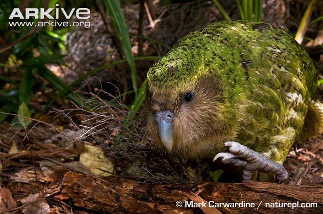 ARKive image GES065221 - Kakapo