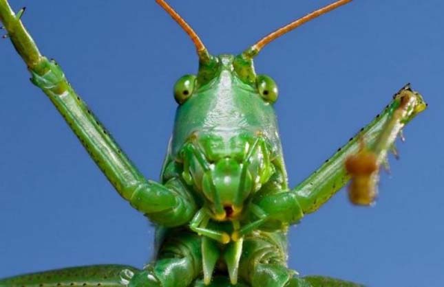 Gyönyörű makrófotó válogatás cuki rovarokról – képgaléria