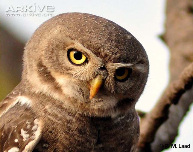 ARKive image GES100311 - Forest owlet