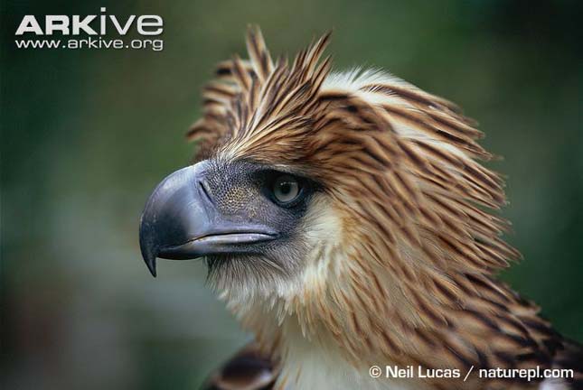 ARKive image GES002856 - Philippine eagle