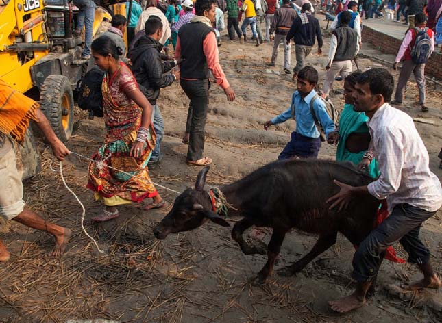 Hindus Gather To Perform Controversial Gadhimai Festival Sacrifice