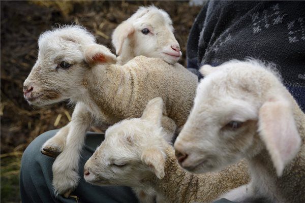 Négyes iker bárányok születtek Derecskén