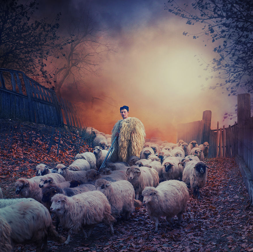 Leading-the-sheep__880