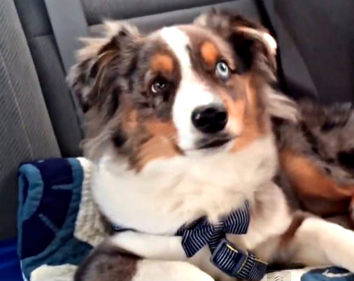 Ez történik, mikor a kutyus meghallja a Jégvarázs főcímdalát! – videó