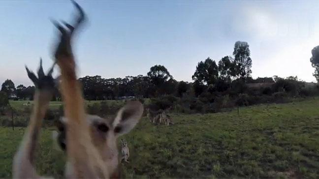 Soha ne reptess drónt kenguruk fölé! - videó