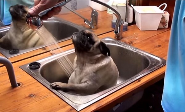 Kutya, aki imádja a vizet- videó