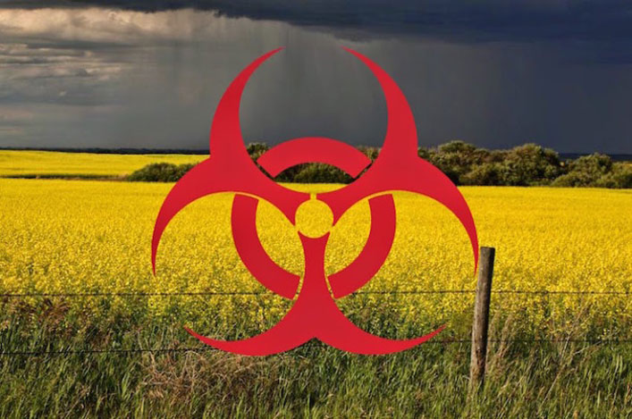 A tiltás ellenére megfertőzik az európai földeket a Bayer GM és a Monsanto „növényei”!