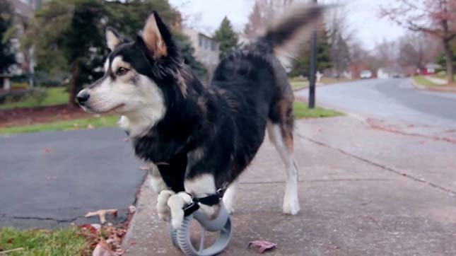 3D-s nyomtatott lábat kapott egy mozgássérült kutyus! – videó