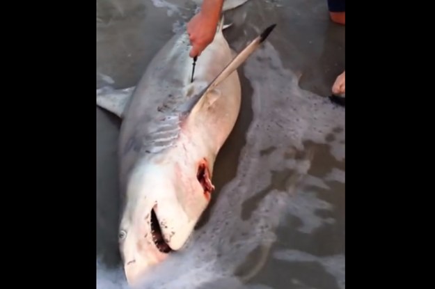 Késsel császározta meg a halott vemhes cápát az apuka a parton! – videó 18+