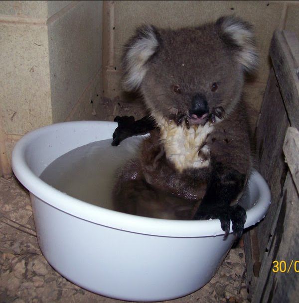 Elképesztő bűnei miatt eladó a világ leggonoszabb koalája! - fotó