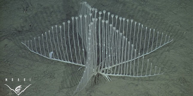 Különös mélytengeri élőlény a hárfaszivacs – videó