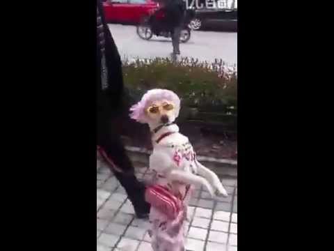 Két lábon női ruhában járkál egy kutyus Kínában!  - videó