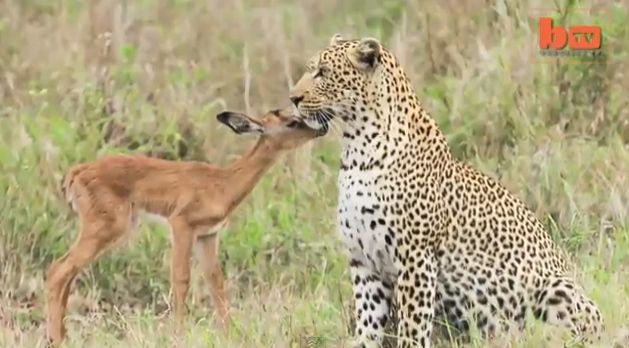impala-with-leopard