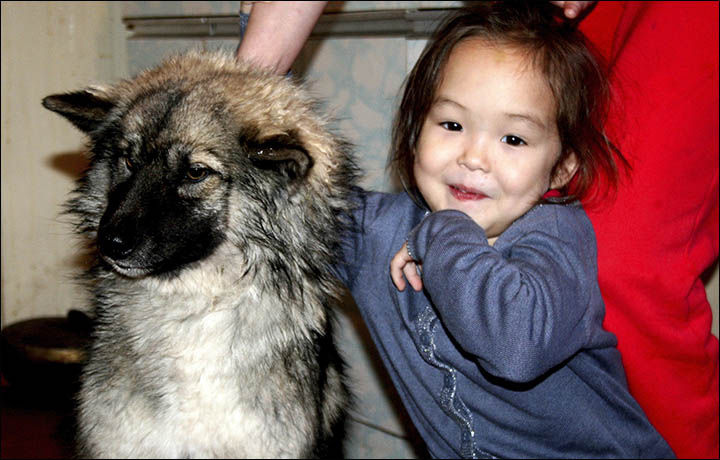 Kutyusa tartotta életben 12 napig az eltévedt 4 éves kislányt Szibériában!