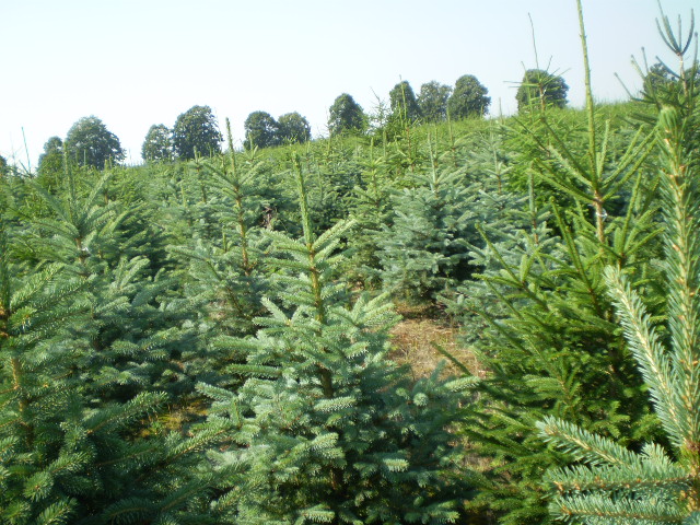 A karácsonyfát 1500-2000 hektáron termelik Magyarországon