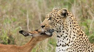 Félelem nélkül akart barátkozni az impala a leopárddal! - videó