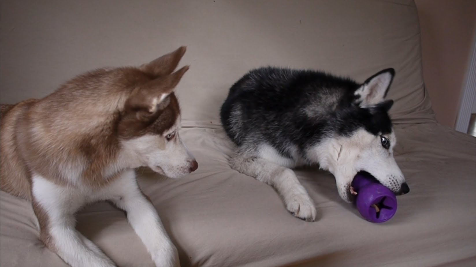 Így vitázik két husky kutyus egy labdán! – videó