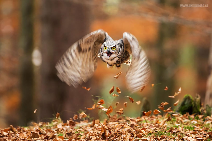 owl-photography-13__880