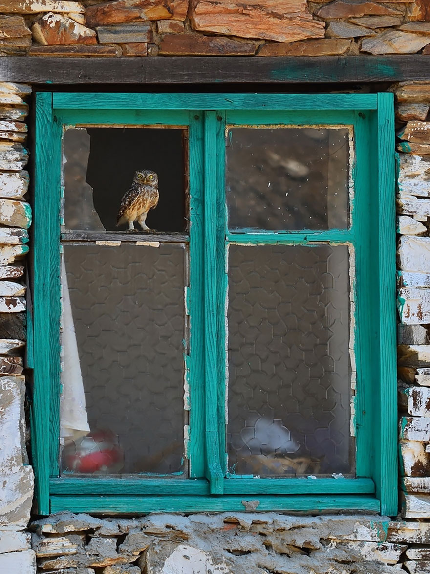 owl-photography-18__880