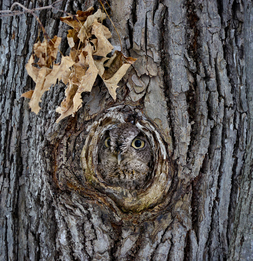 owl-photography-19__880