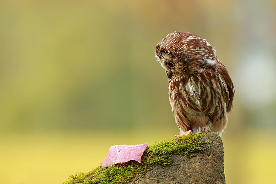 owl-photography-25__880